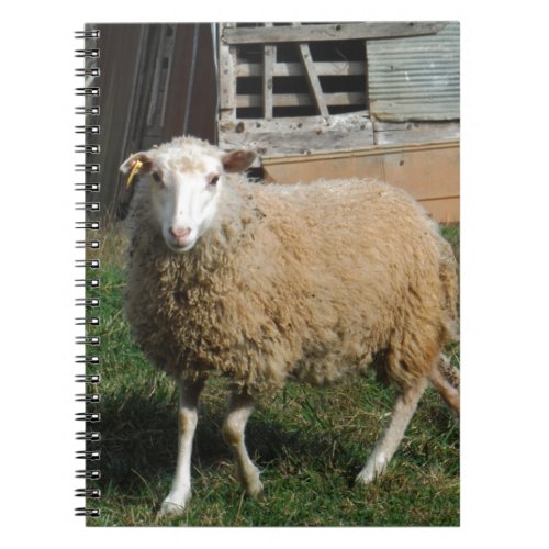 Young White Sheep on the Farm Notebook