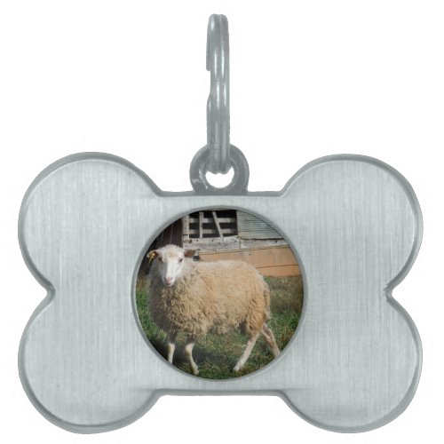 Young White Sheep on the Farm Pet ID Tag