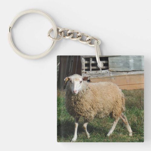 Young White Sheep on the Farm Photo by Sandy Closs Keychain