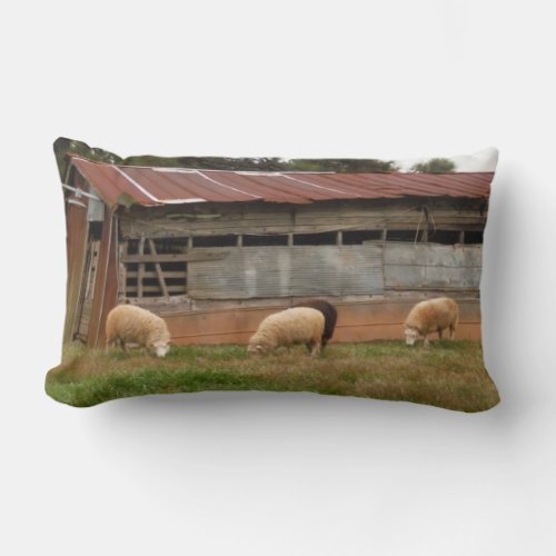 Young White Sheep on the Farm Photo by Sandy Closs Lumbar Pillow