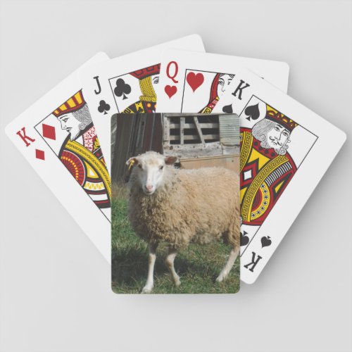 Young White Sheep on the Farm Playing Cards