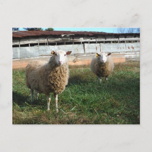 Young White Sheep on the Farm Postcard