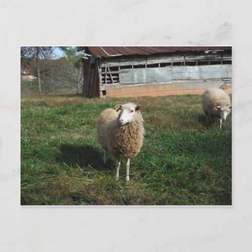 Young White Sheep on the Farm Postcard