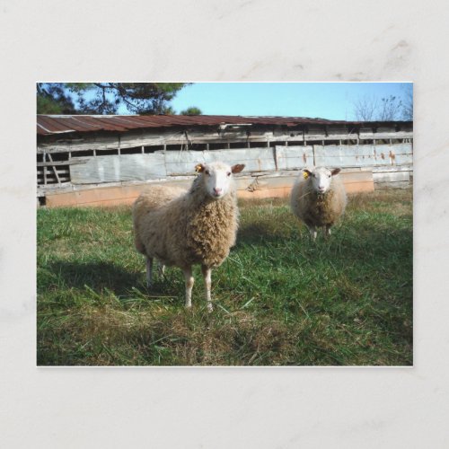 Young White Sheep on the Farm Postcard