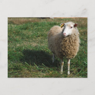 Young White Sheep on the Farm Postcard