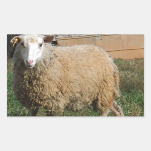 Young White Sheep on the Farm Rectangular Sticker