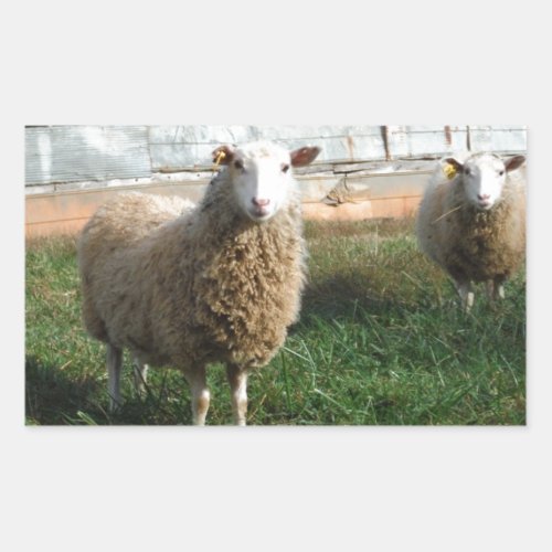 Young White Sheep on the Farm Rectangular Sticker