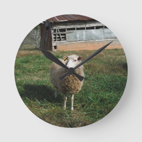 Young White Sheep on the Farm Round Clock