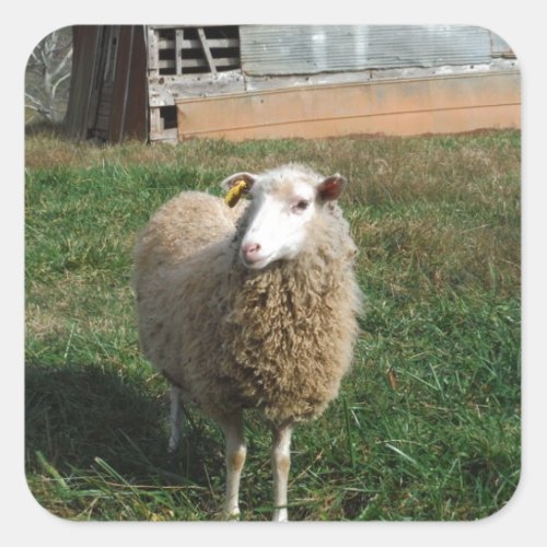 Young White Sheep on the Farm Square Sticker