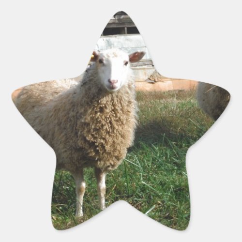 Young White Sheep on the Farm Star Sticker