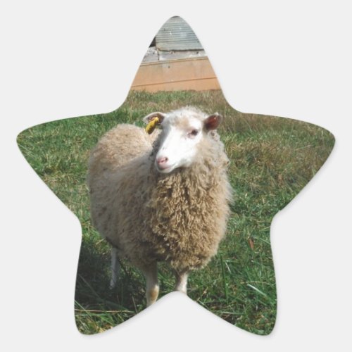 Young White Sheep on the Farm Star Sticker