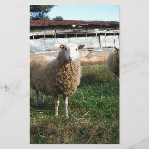 Young White Sheep on the Farm Stationery