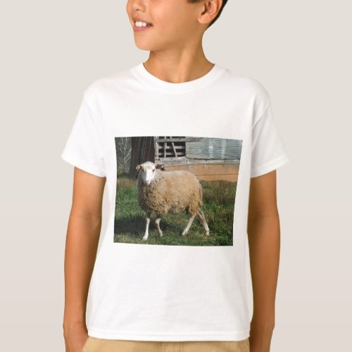 Young White Sheep on the Farm T_Shirt