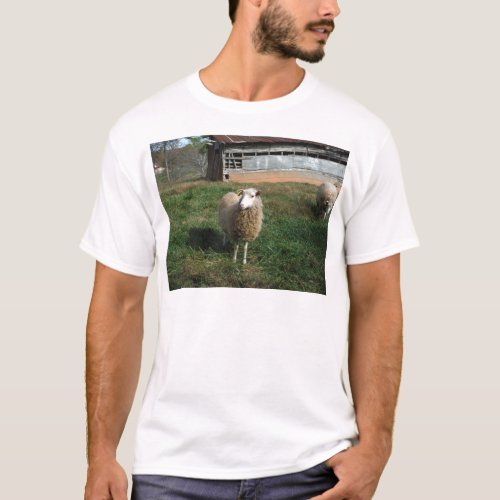 Young White Sheep on the Farm T_Shirt