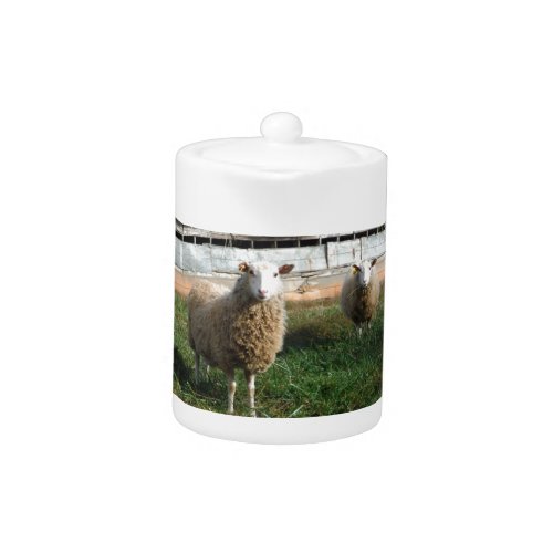 Young White Sheep on the Farm Teapot