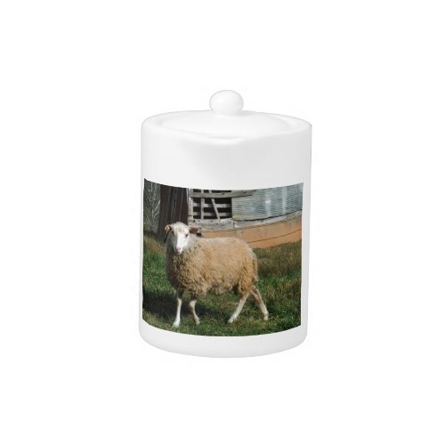 Young White Sheep on the Farm Teapot