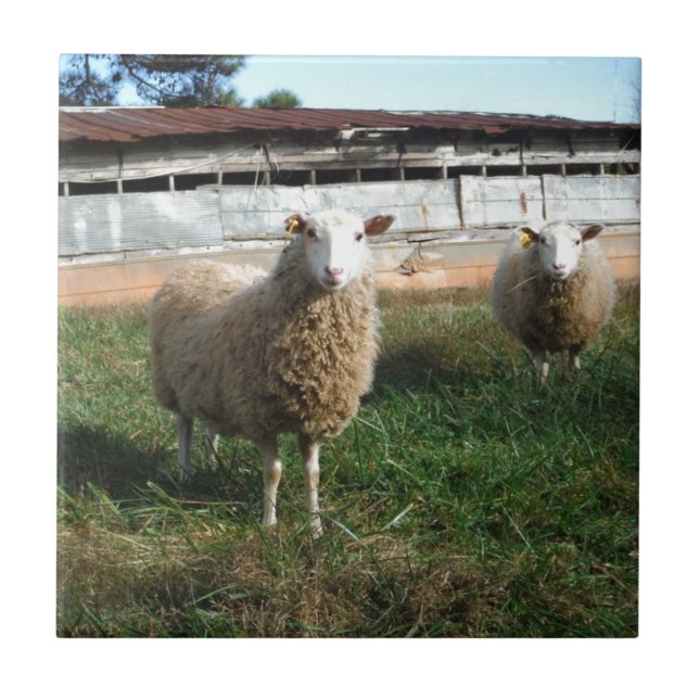 Young White Sheep on the Farm Tile (Front)
