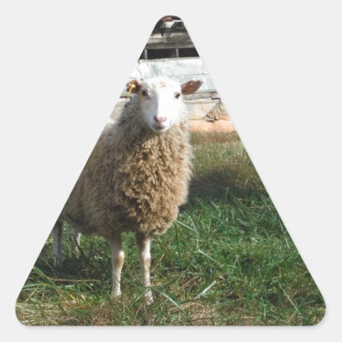 Young White Sheep on the Farm Triangle Sticker