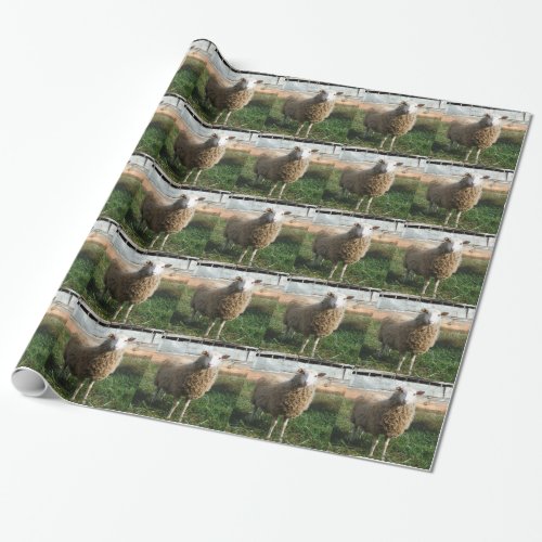Young White Sheep on the Farm Wrapping Paper