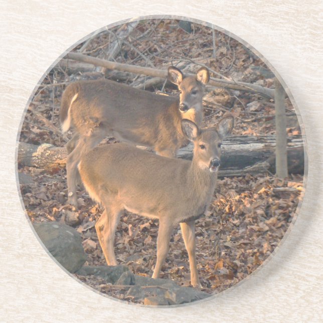 Young Whitetail Deer Series Drink Coaster (Front)