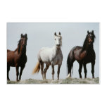 Young Wild Stallions Acrylic Print