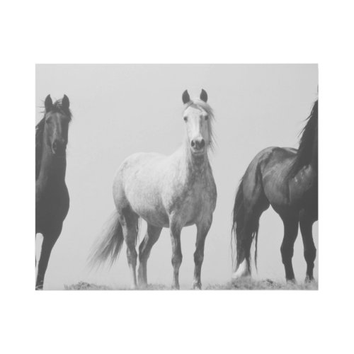 Young Wild Stallions at Alkali Creek Gallery Wrap