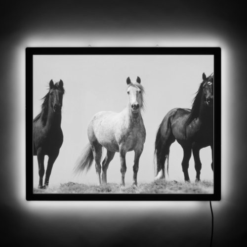 Young Wild Stallions at Alkali Creek LED Sign