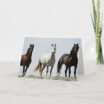 Young Wild Stallions Card