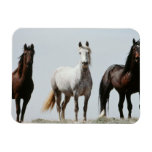 Young Wild Stallions Magnet