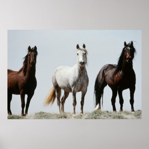 Young Wild Stallions Poster