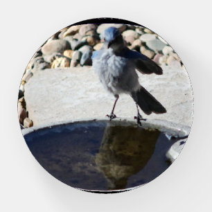 Young Woodhouse's Scrub-Jay noticing reflection. Paperweight