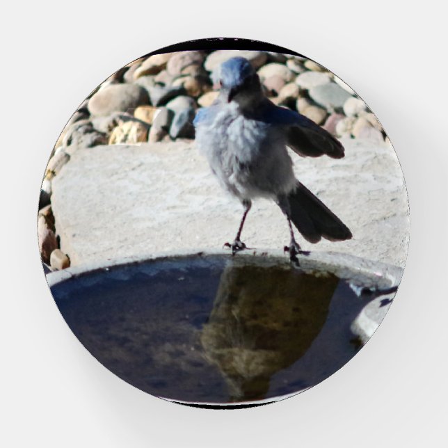 Young Woodhouse's Scrub-Jay noticing reflection. Paperweight (Front)