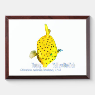 Young Yellow Boxfish Award Plaque