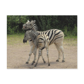 Young Zebra and Mother Playing Postcard