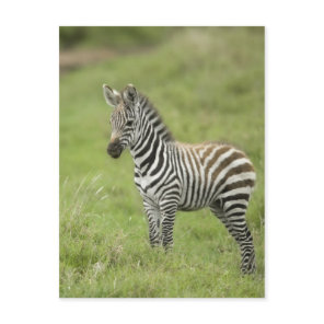 Young Zebra In The Serengeti Plain Postcard