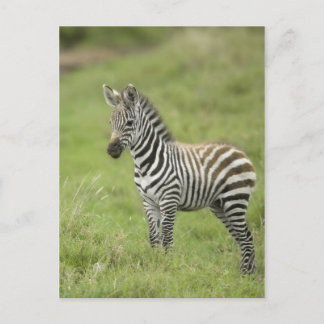 Young Zebra In The Serengeti Plain Postcard