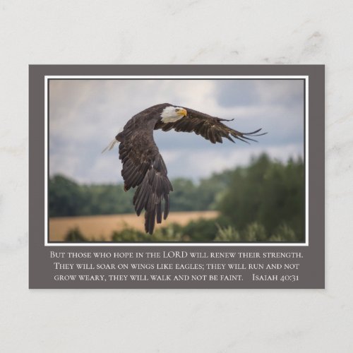 Your CoIor Wings like Eagles Isaiah 4031 Bible Postcard