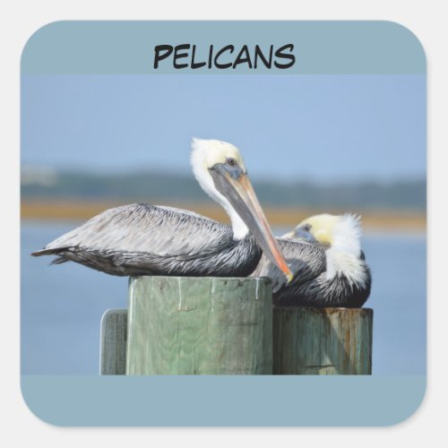 Your Custom Square Stickers Pelicans