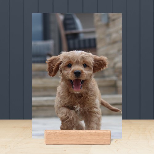 Your Dog  2 Photo Upload Cute Pet Picture Holder