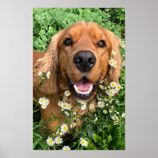 Your Dog Image Here Poster (Front)