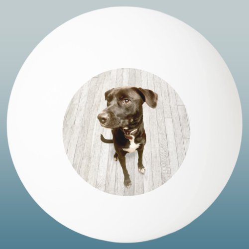 Your Favorite Pet Photo Keepsake Ping Pong Ball