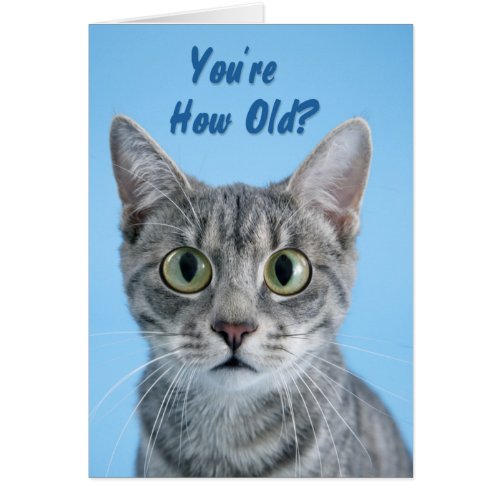 Your How Old _ cat