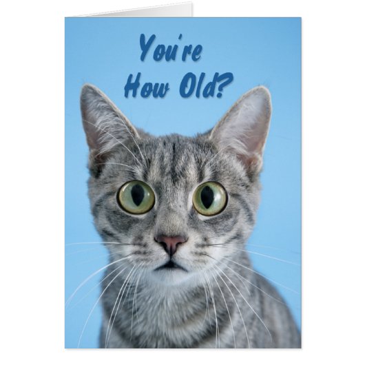 Your How Old? - cat Cards (Front)