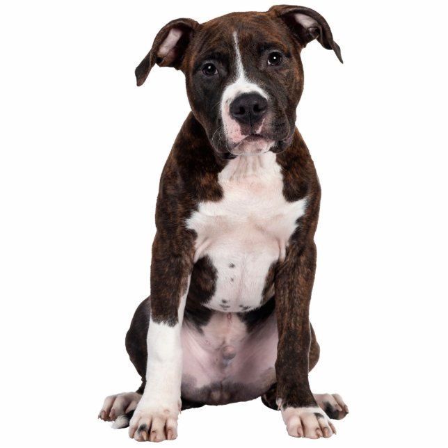Your Pet Dog Custom Photo Sculpture Cutout (Front)
