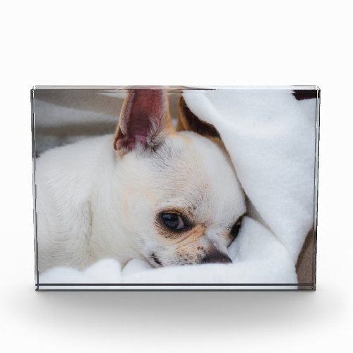 Your pet dog puppy custom photo chihuahua