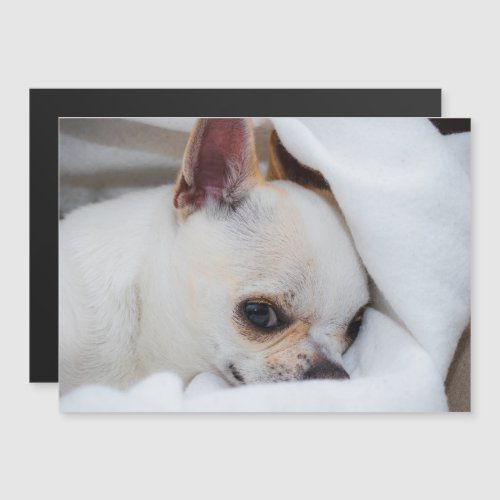 Your pet dog puppy custom photo chihuahua