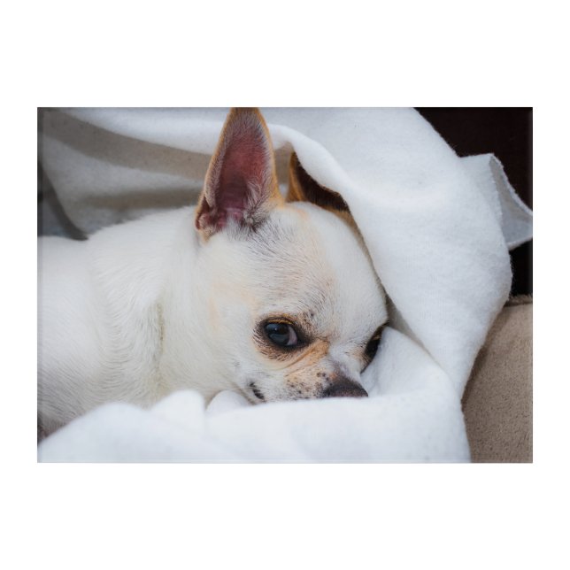 Your pet dog puppy custom photo chihuahua acrylic print (Front)