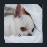 Your pet dog puppy custom photo chihuahua bandana<br><div class="desc">Your pet dog puppy custom photo chihuahua. 
Customize it with Your photo of pets,  dogs,  cats.. Lovely custom gift for animal lovers. 
dog, puppy, animal, custom photo, cute, pets,  chihuahua</div>