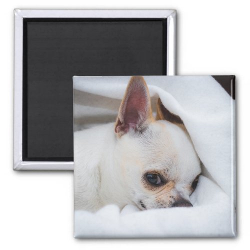 Your pet dog puppy custom photo chihuahua magnet