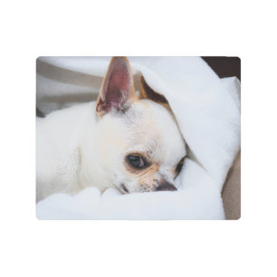 Your pet dog puppy custom photo chihuahua metal print